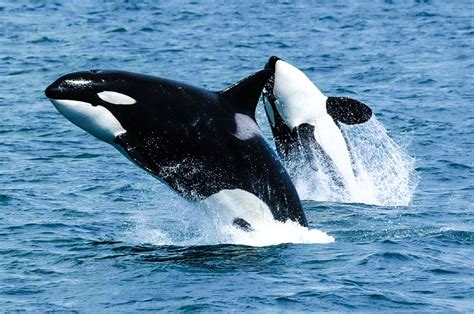 Orcas Asesinas ¿verdaderamente Lo Son