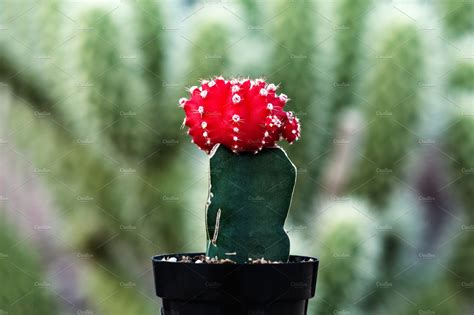 Potted Decorative Cactus Plant Nature Stock Photos ~ Creative Market