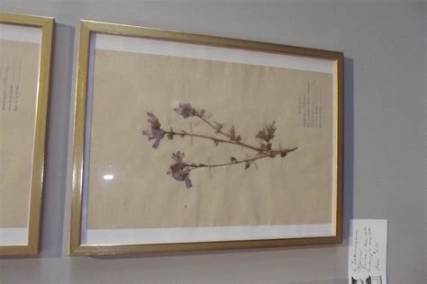 Set Of Six Framed Pressed Botanicals At 1stdibs