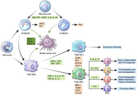 Cells Free Full Text Role Of Tumor Associated Myeloid Cells In