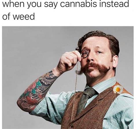 Memes De Cannabis Lo Mejor De Lo Mejor Alchimia Grow Shop