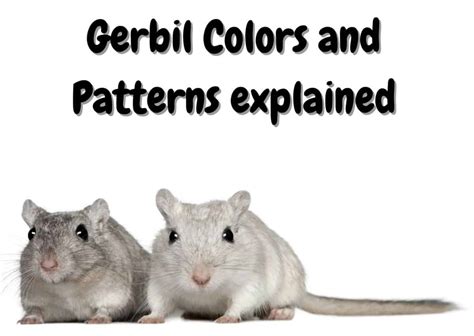 All Gerbil Colors And Patterns With Pictures The Pet Savvy