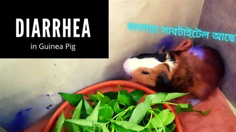Diarrhea In Guinea Pig বাংলা সাবটাইটেল Youtube