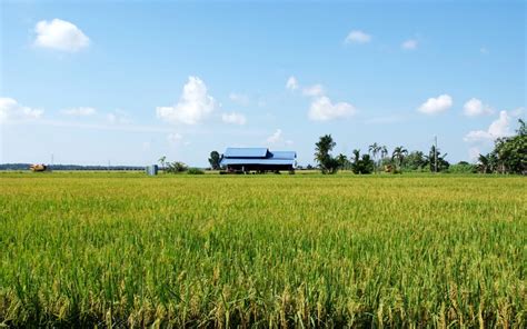 [PHOTOS] It's Obvious Sekinchan Is Malaysia's Favourite Paddy Field!