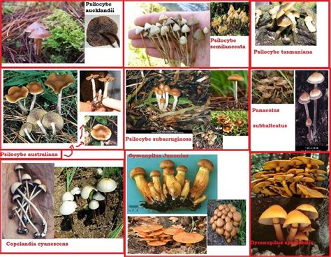 Pin On Mushrooms Wild Edible