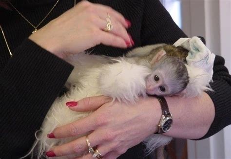 Baby Capuchin Monkeys For Adoption San Jose For Sale San Franciscoeast