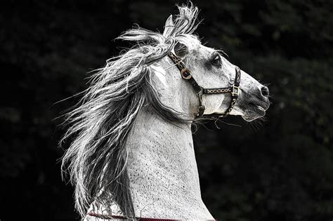 Horse Head Portrait White Animal Equine Snout Eyes Equestrian