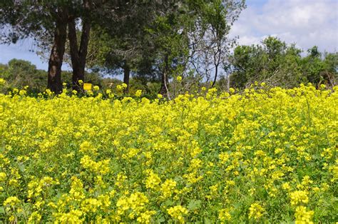 The Wild Mustard Flowers Of Israel