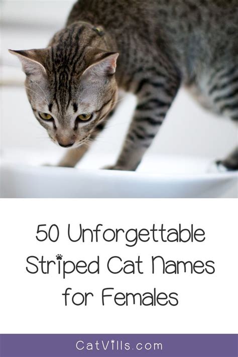 100 unforgettable striped cat names [male and female]