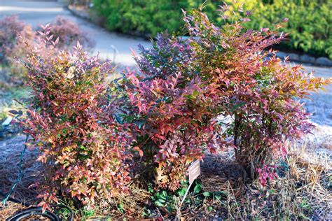 Nandina A Dirty Dozen Plant Lewis Ginter Botanical Garden