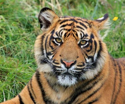 Sumatran Tiger Why Is It Endangered