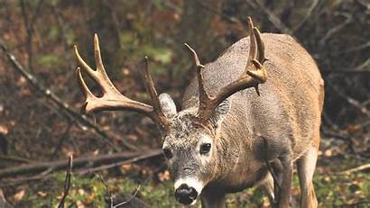 Whitetail Deer Bucks Monster Screensaver