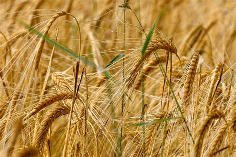 Wheat Cereals Field · Free Photo On Pixabay