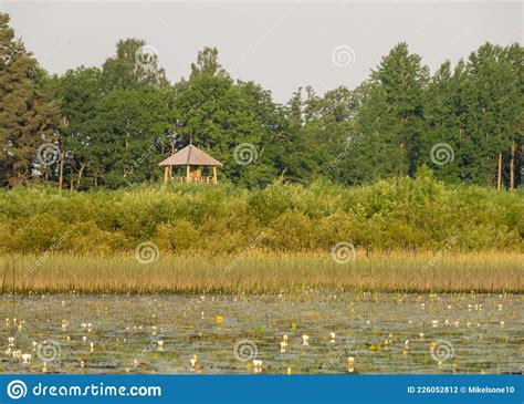 Landscape With A Calm Water Surface Water Lilies And Reeds