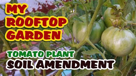 By understanding what soil amendments offer amendments are added to soil to change and improve it. Tomato Plant Soil Amendment: My Rooftop Garden - YouTube