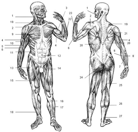 Muscles that produce finger movements are the several flexor digitorum and the extensor digitorum muscles. Figure 10: Muscular system, anterior and posterior view ...