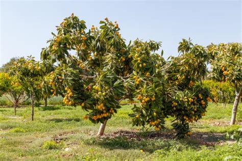 Growing Loquat Trees Planting Caring For And Harvesting The Japanese