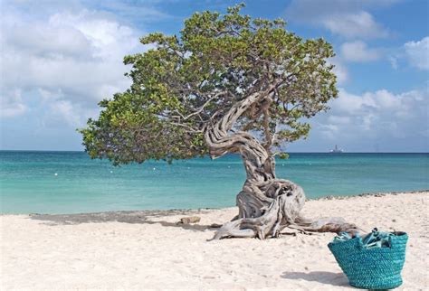 Quirky Travel Photo Fofoti Tree On Eagle Beach Aruba In The Caribbean