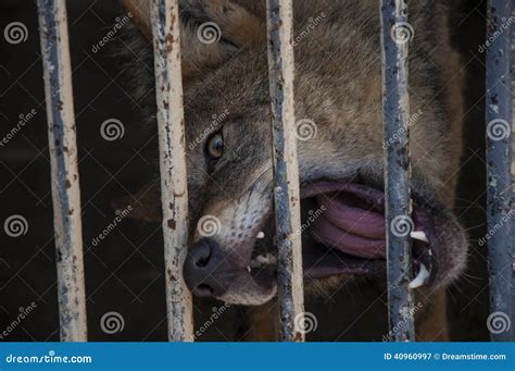 Hungry Wolf Stock Image Image Of Shot Armenia Wolf 40960997