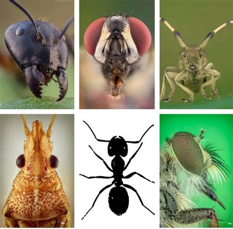 ‘bichos El Mundo De Los Insectos