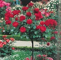 I diversi tipi di rose e i loro utilizzi