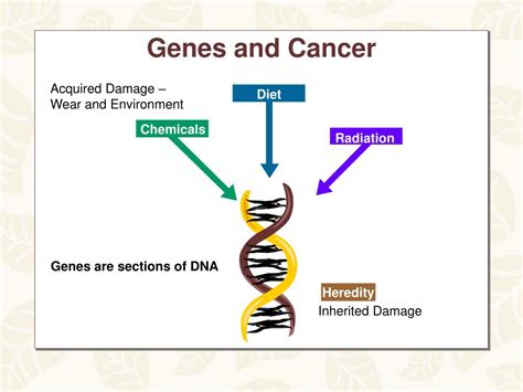 Ppt Breast Cancer Genes And The Environment Powerpoint Presentation