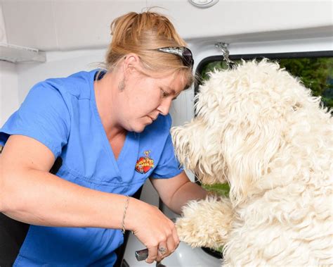 While aussie pet mobile® adheres to a stringent sanitation procedure for all vans and equipment, we also strongly advise that each pet be vaccinated against distemper, hepatitis, parainfluenza adenovirus type 2, parvovirus, corona, leptospirosis, and bordetella prior to being groomed. About - Aussie Pet Mobile Phoenix Metro