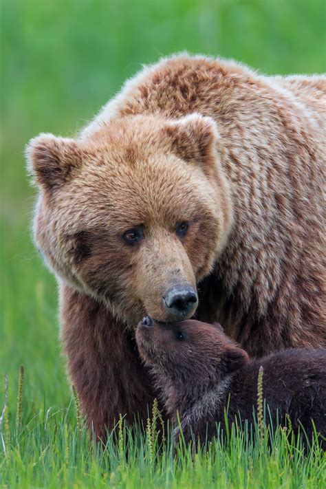 grizzly bear cub nuzzling mom in grass fine art photo print photos by joseph c filer