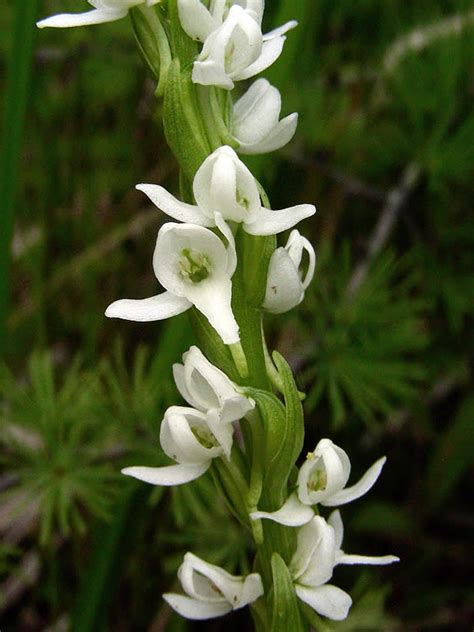 Platanthera Dilatata Tall White Bog Orchid Minnesota Wildflowers