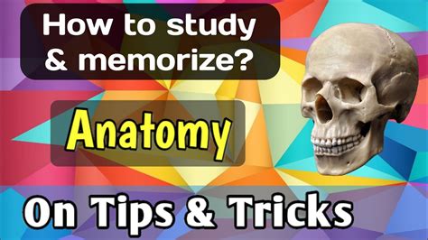 How To Study Anatomy Effectively Youtube