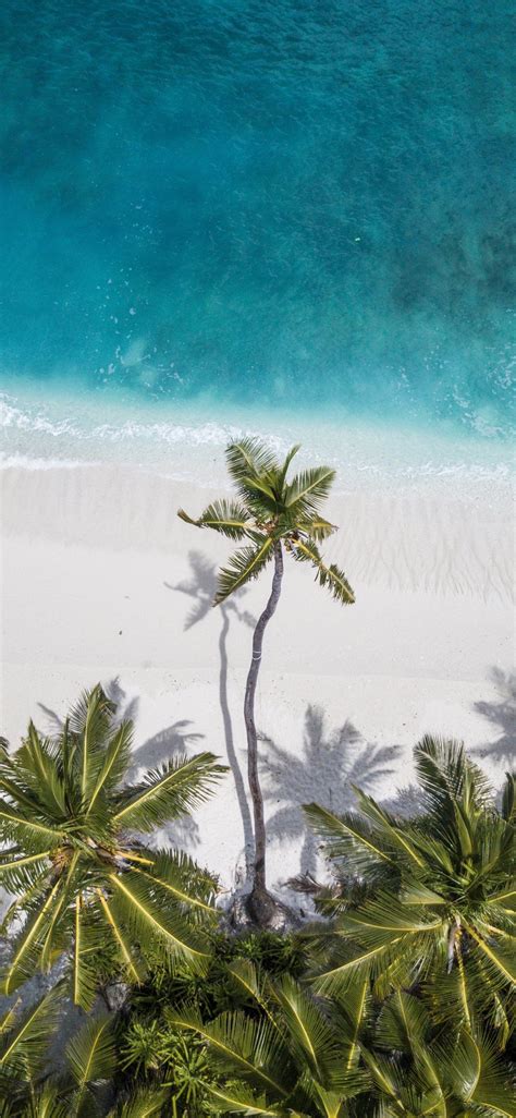 Free Download Coconut Trees Near Shore Palm Tree Tree Water Ocean