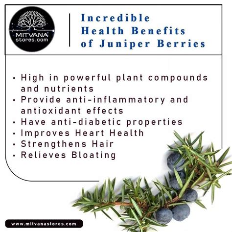 Health Benefits Of Juniper Berries Natural Remedies Health Health