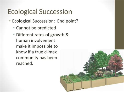 Ppt Ecology Ecological Succession And Population Density Powerpoint