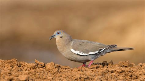 White Winged Dove Audubon Field Guide