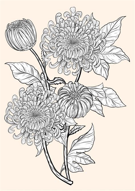 Chrysanthemum Flower Drawing At Getdrawings Free Download