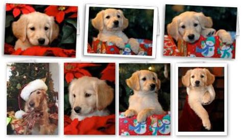 Check spelling or type a new query. Golden Retriever Christmas Cards, Holiday Greetings