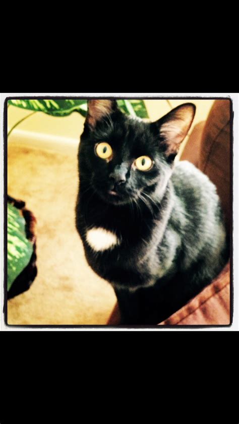 Little Black Kitty ️ Kitty Black Cat Cats