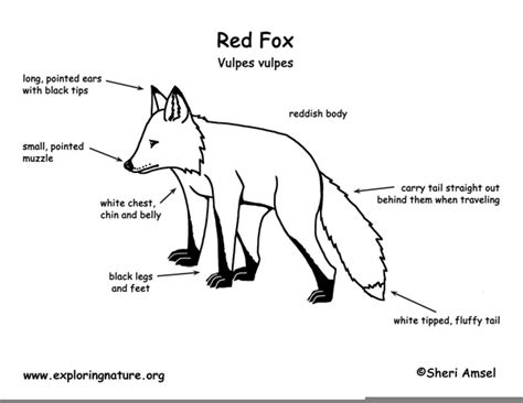 Red Fox Anatomy Free Images At Vector Clip Art Online