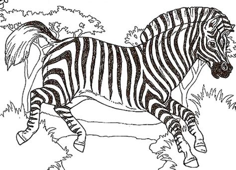 Animal coloring pages for adults splendi wild printable images fantasy scaled gif. African Zebra Coloring Page : Kids Play Color