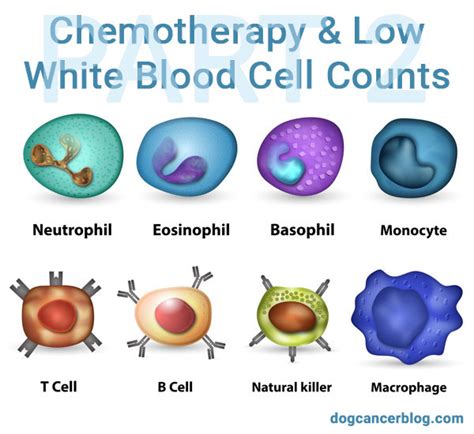 The Tests Oncologists Use For White Blood Cell Counts Before During