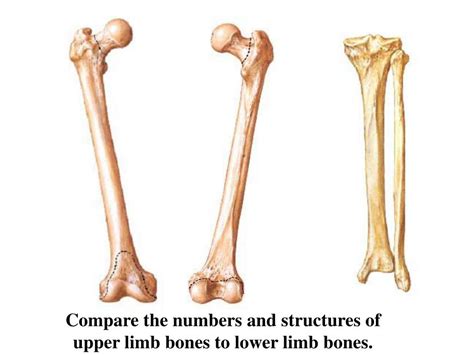 Ppt How To Identify The Direction Of The Free Limb Bones Powerpoint