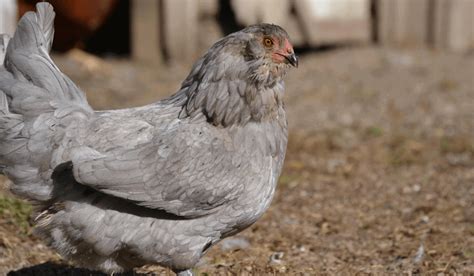 ameraucana chickens a guide to the rare chicken breed