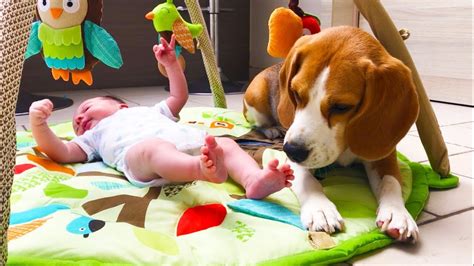 Our Beagles Meet Our Newborn Baby Beagles Louie And Marie Youtube