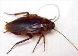 Images of Cockroach Look Like