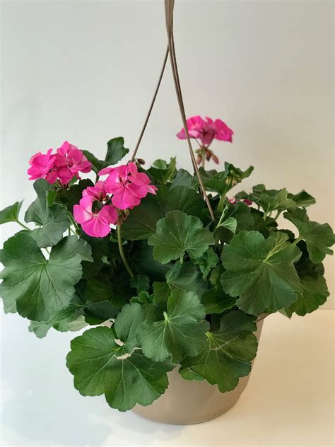 10 Pink Geranium Hanging Basket Van Belle Flowers