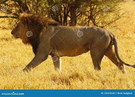 Superb Adult Male Lion Follows In Season Lioness Stock Photo Image Of