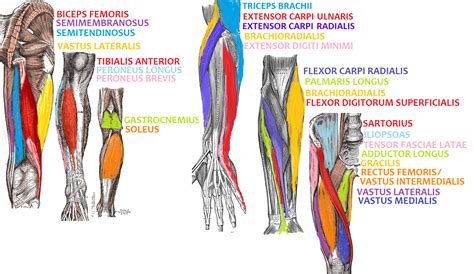 Filearm And Leg Muscle Diagramspng Wiki