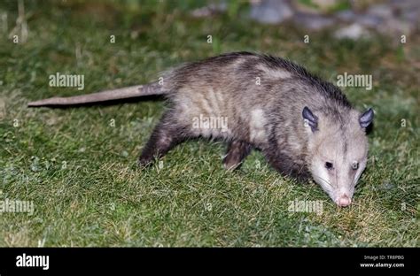 North American Marsupial Hi Res Stock Photography And Images Alamy