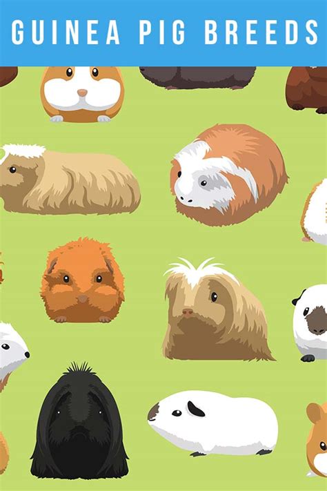 Guinea Pig Breeds Discover 13 Different Cavies With Our Complete List