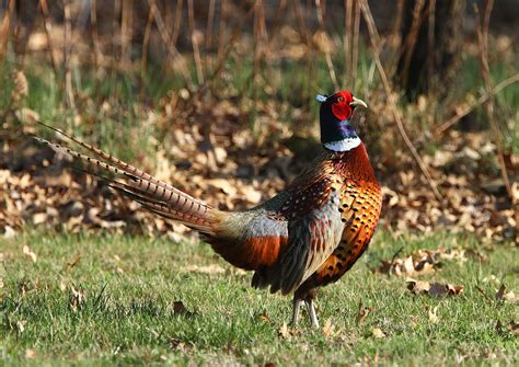 Hannibals Animals Rooster Pheasant Displaying